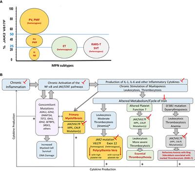 Frontiers | Mutations, Inflammation And Phenotype Of Myeloproliferative ...